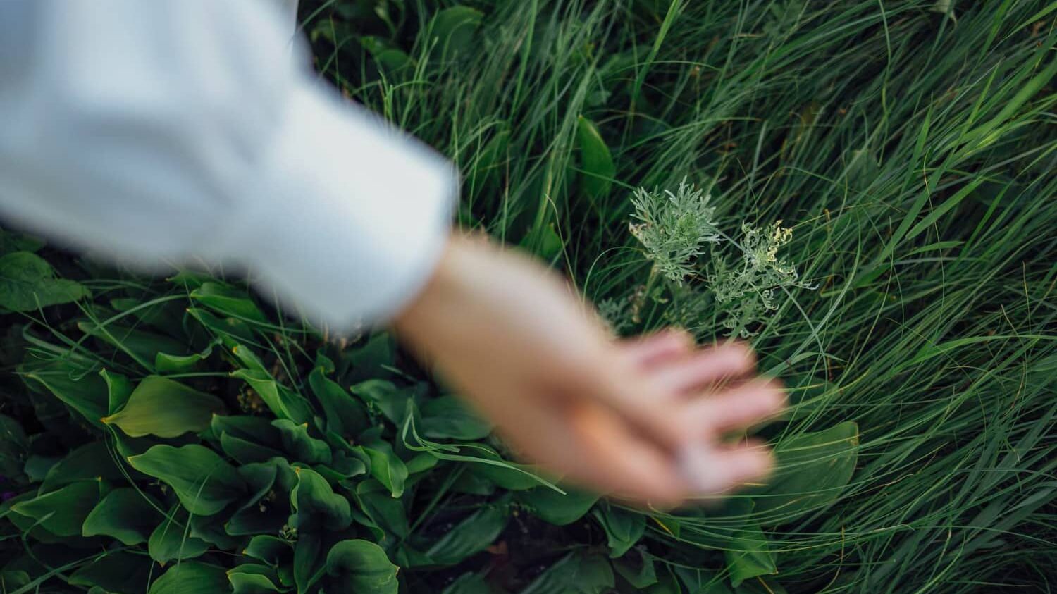 main de femme dans un champ pour illustrer la naturopathie en entreprise