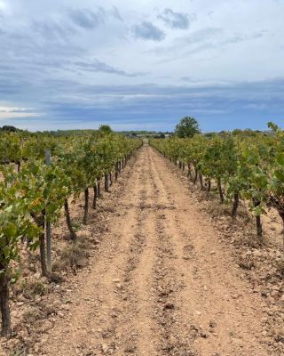 vignes catalanes